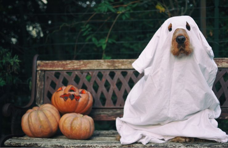 cane vestito da fantasma