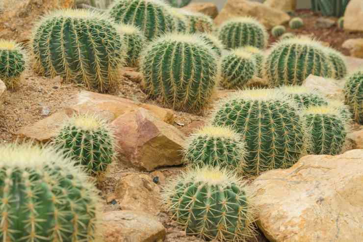 specie cactus a rischio estinzione